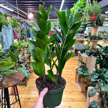 Zamioculas Zamiifolia &