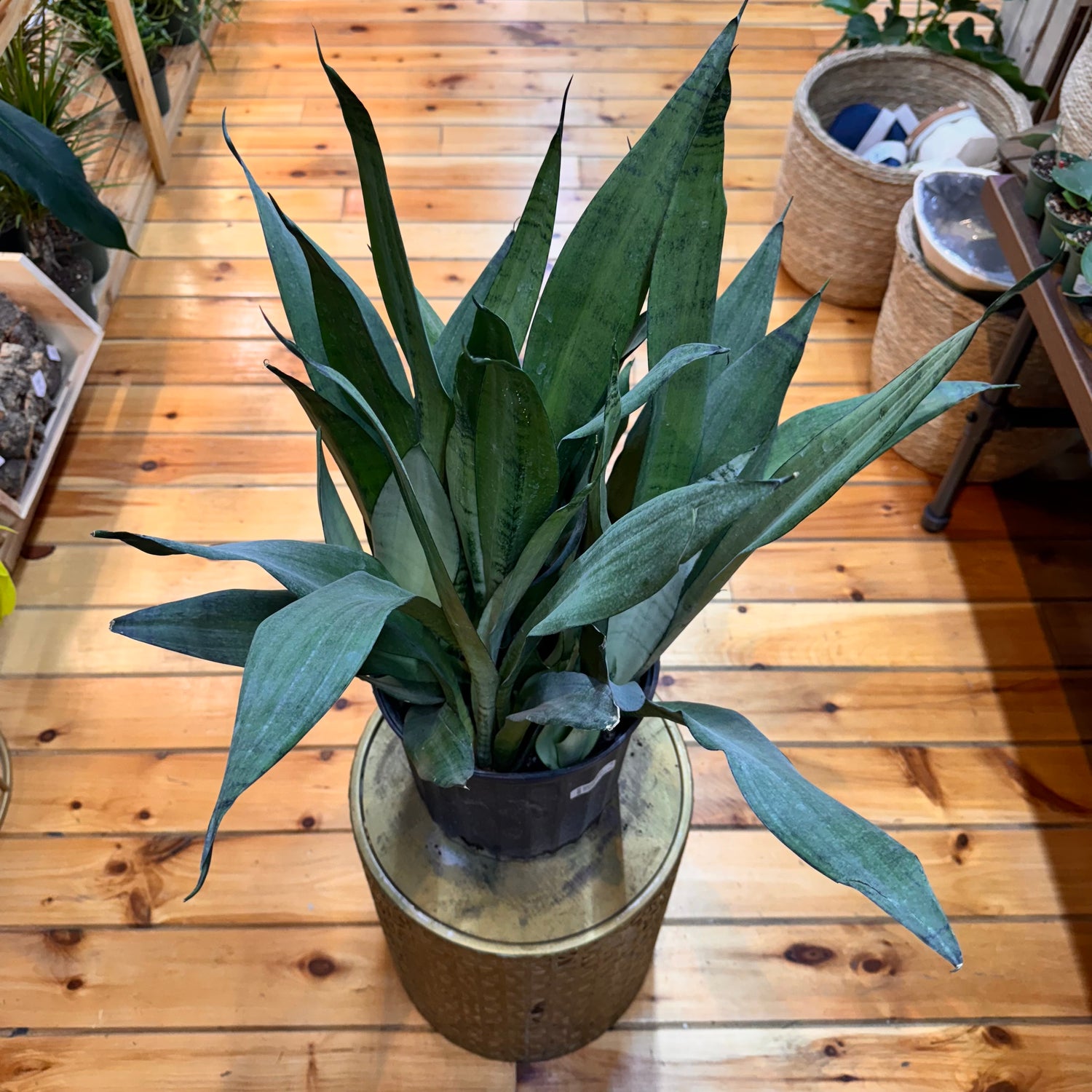 Sansevieria Moonshine