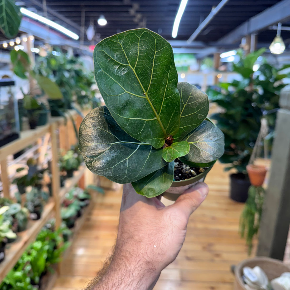 Ficus Bambino