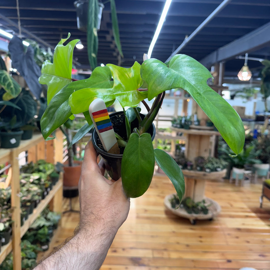 Philodendron Florida Green