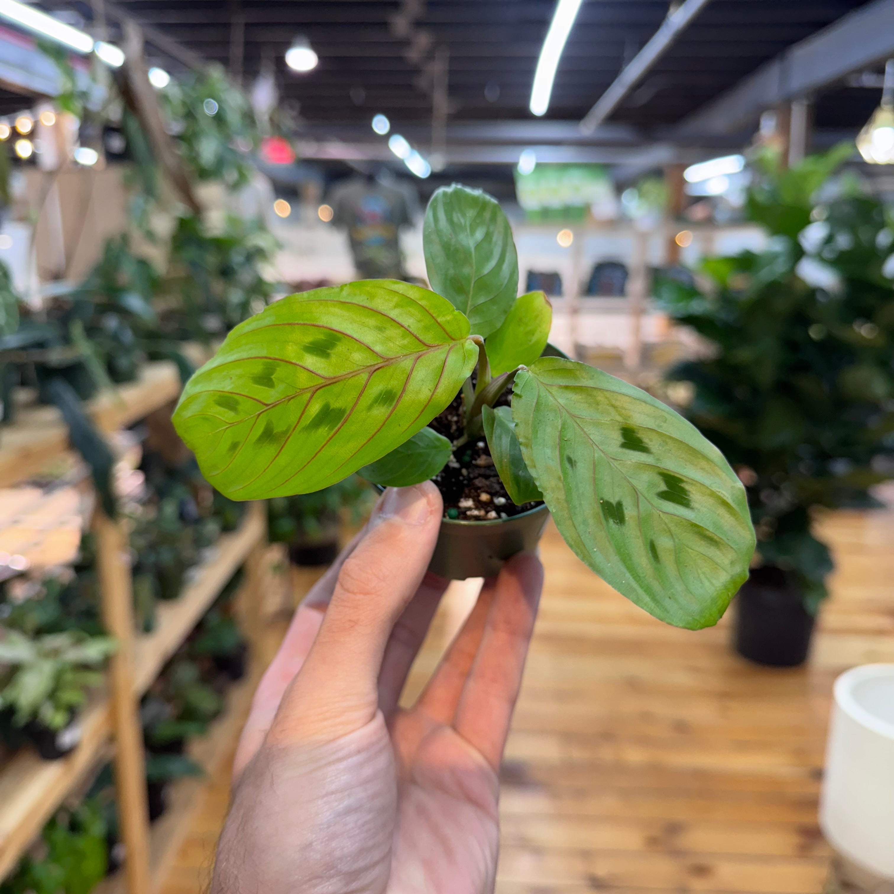Hand holding a small potted plant with a blurred indoor setting