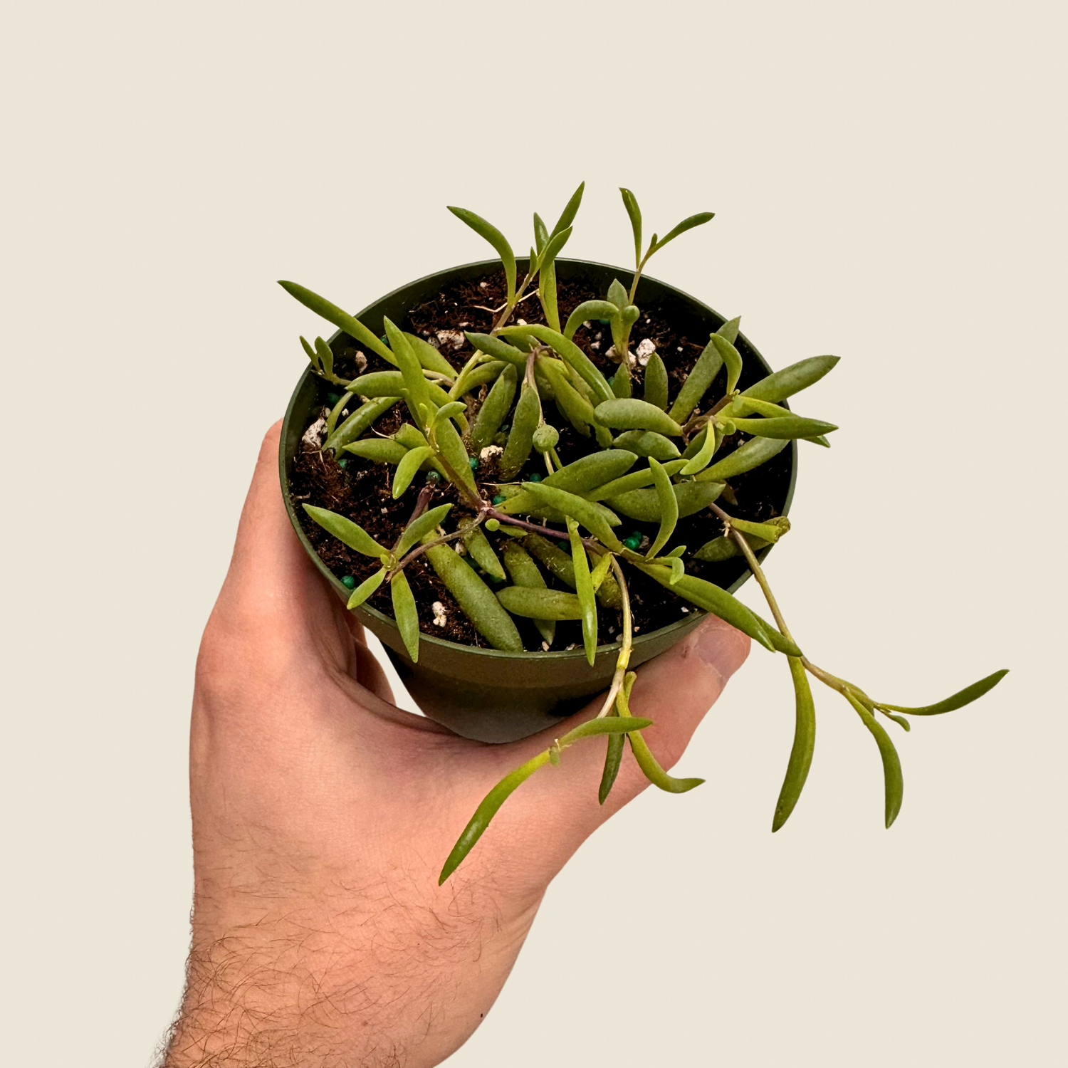 String of Rubies