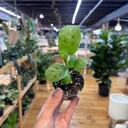Hand holding a small potted plant in a store setting with plants and shelves in the background.