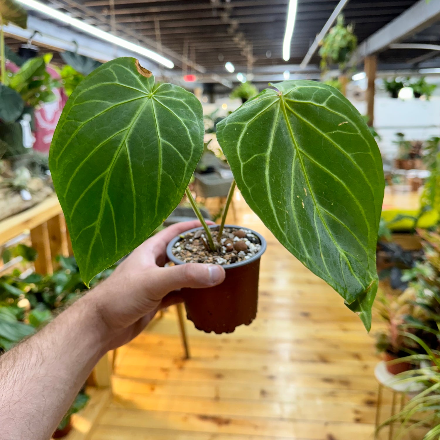 Anthurium Magnificum