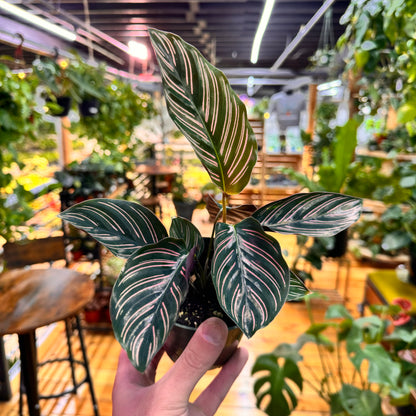 Calathea Ornata