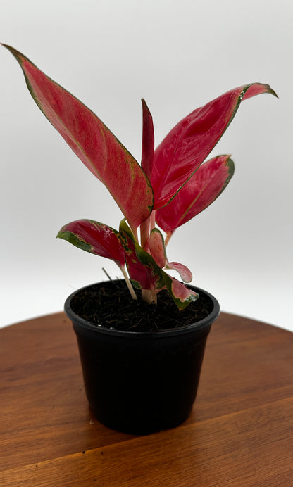 Aglaonema Red King