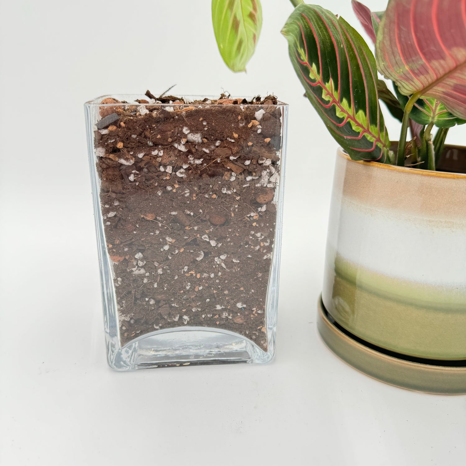 The Gay Ole Plant Shop™ Dirtier Bag Soil Blend