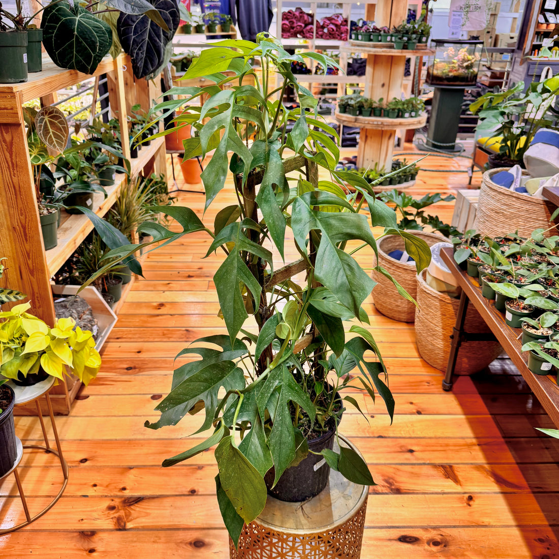 Monstera Lechleriana