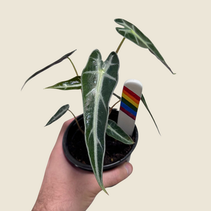 Alocasia Bambino