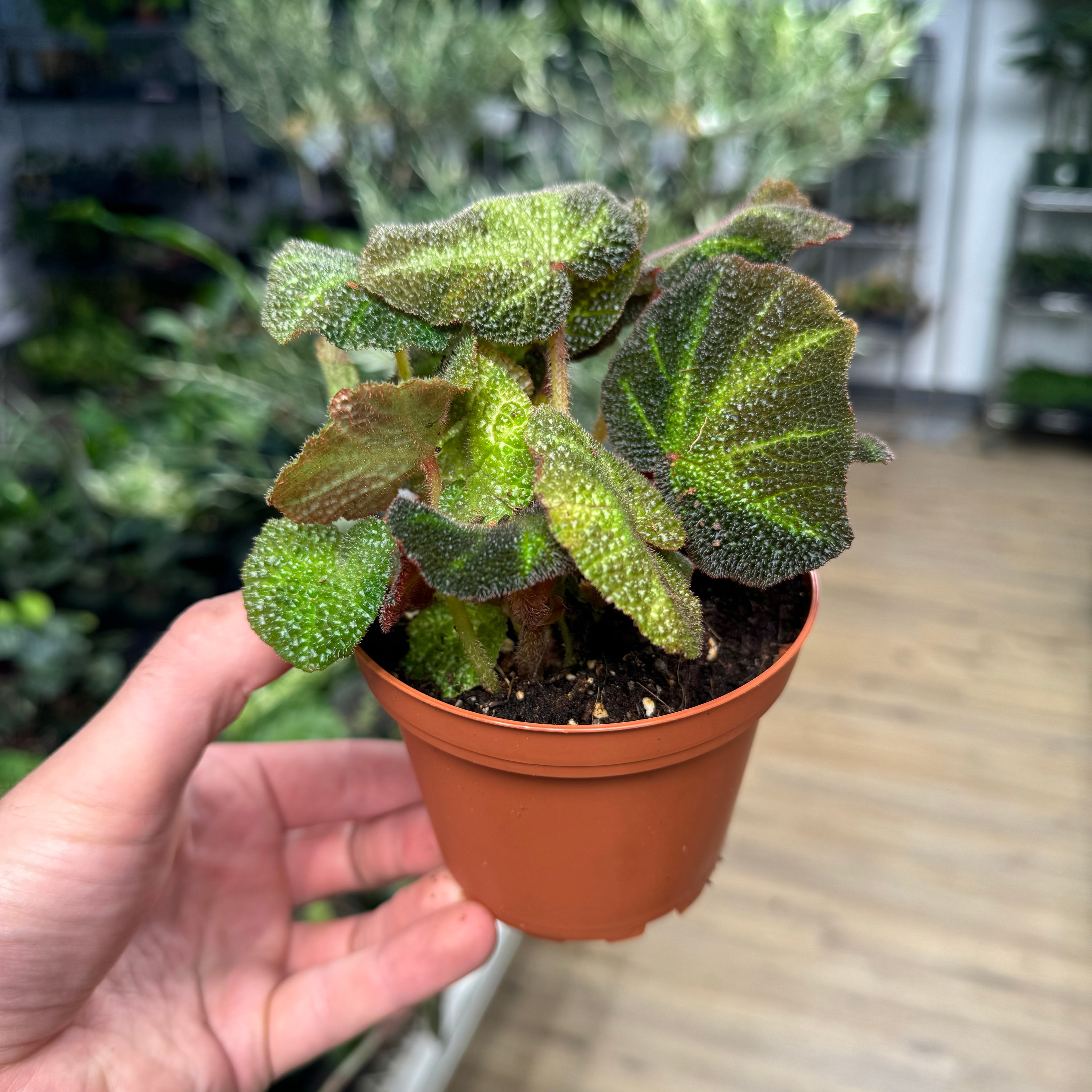 Begonia Soil Mutata