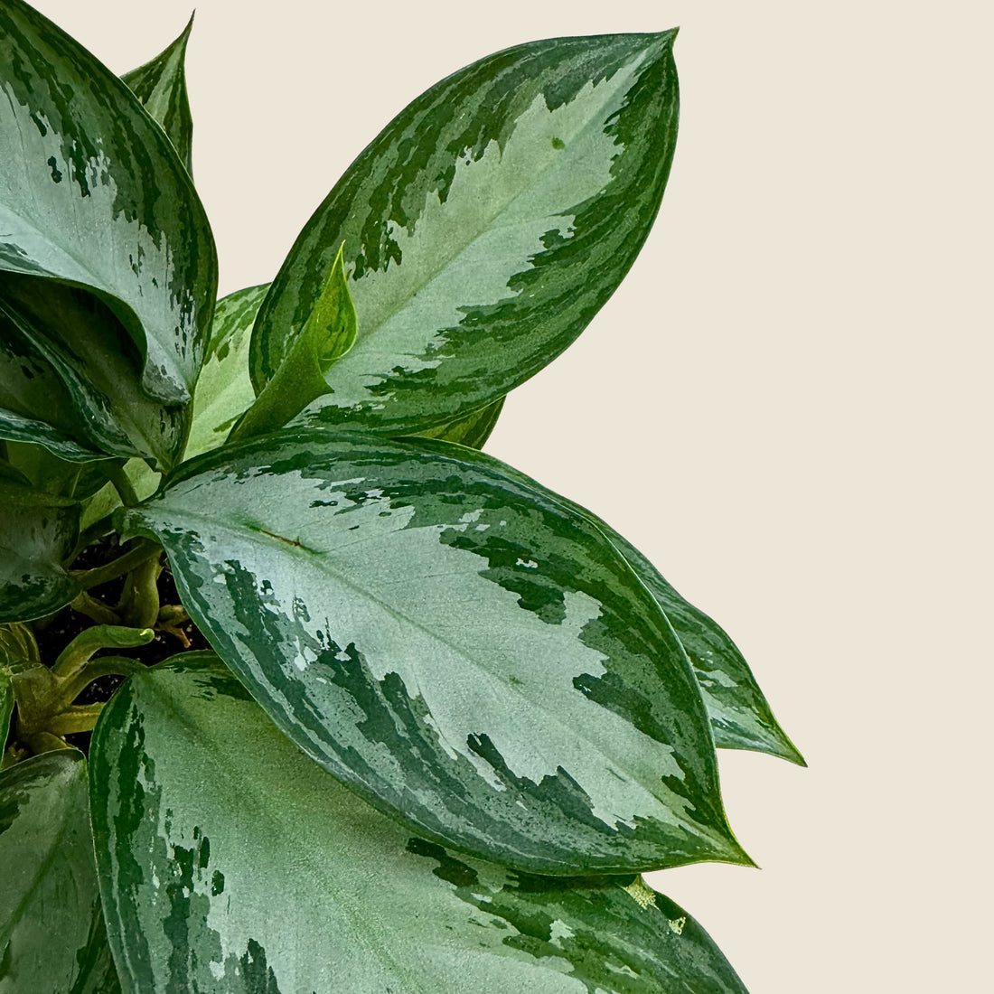 4&quot; Aglaonema Silver Bay