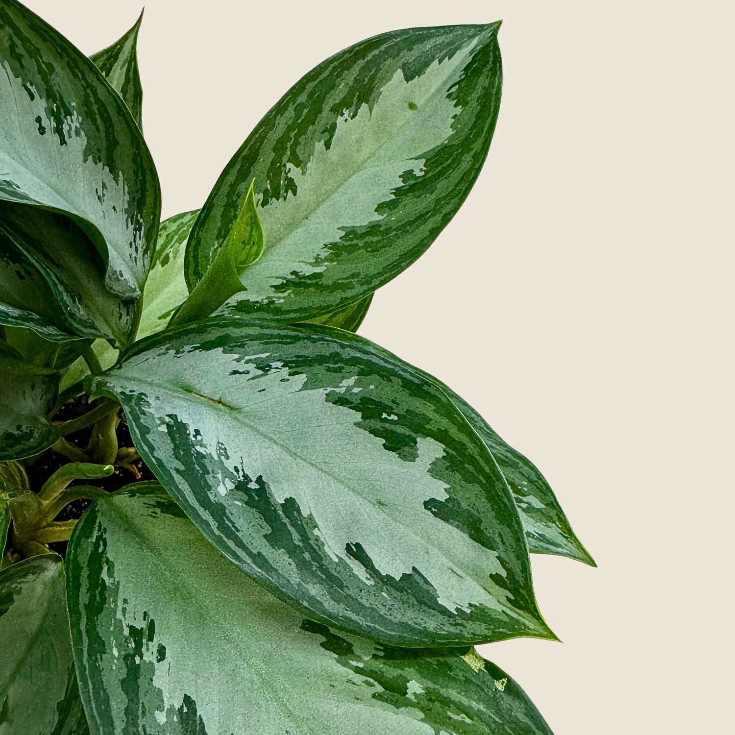 4&quot; Aglaonema Silver Bay