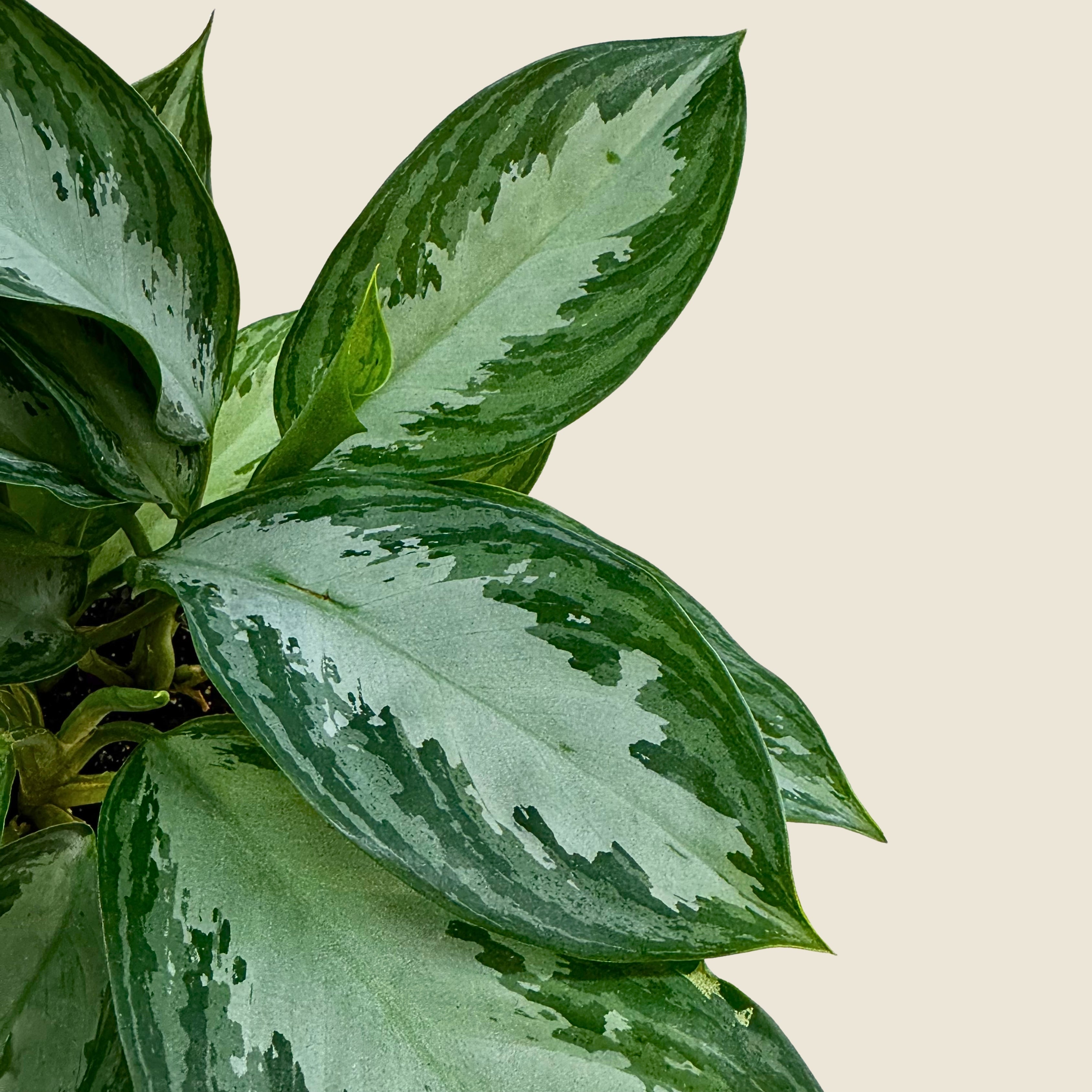 4&quot; Aglaonema Silver Bay