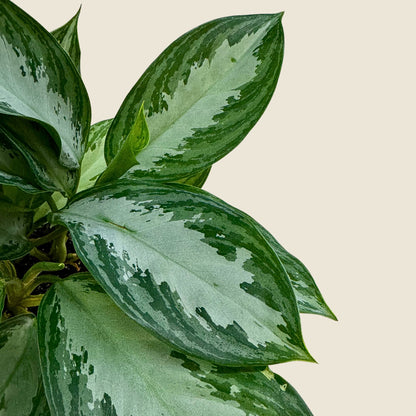 4&quot; Aglaonema Silver Bay