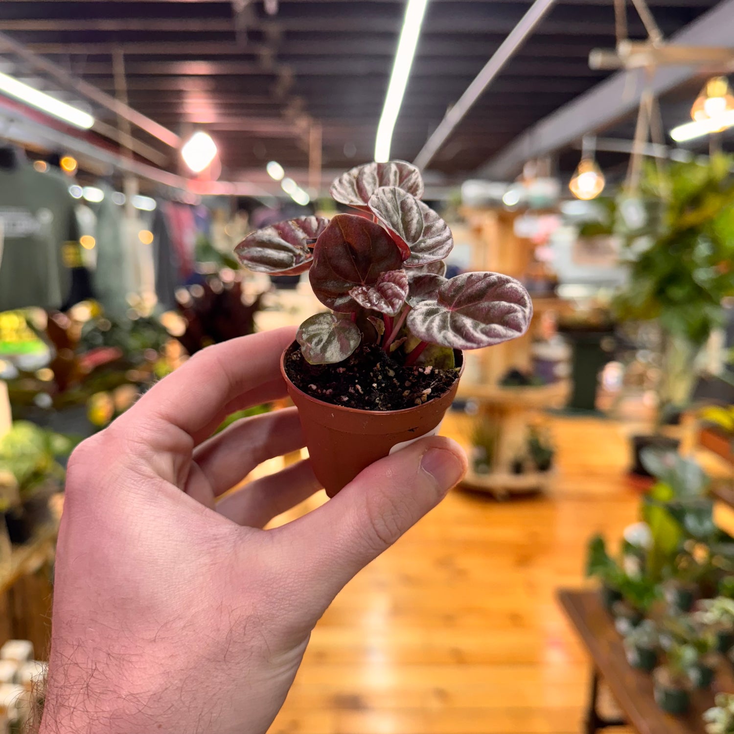 Peperomia Luna Red