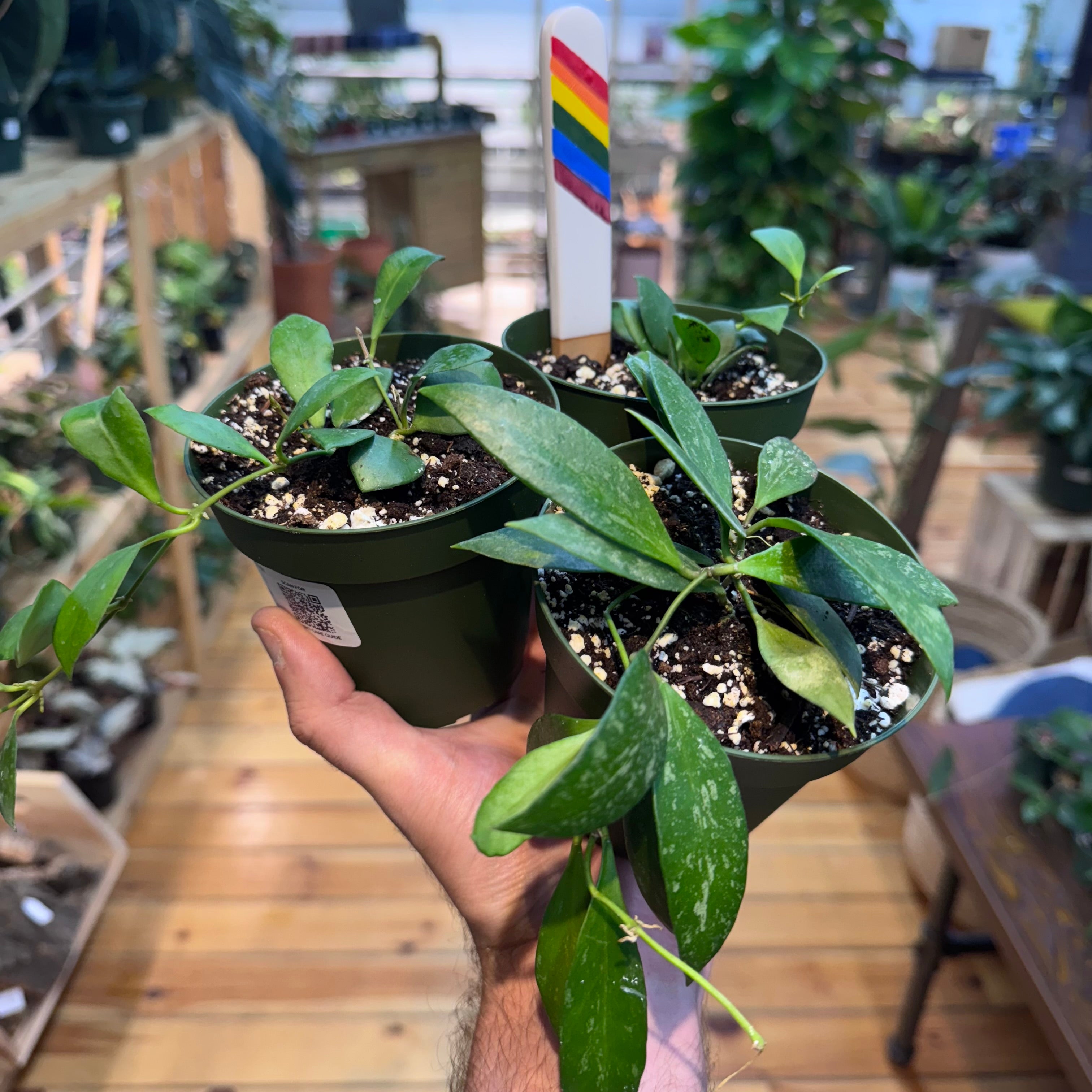 Hoya NOID Assorted