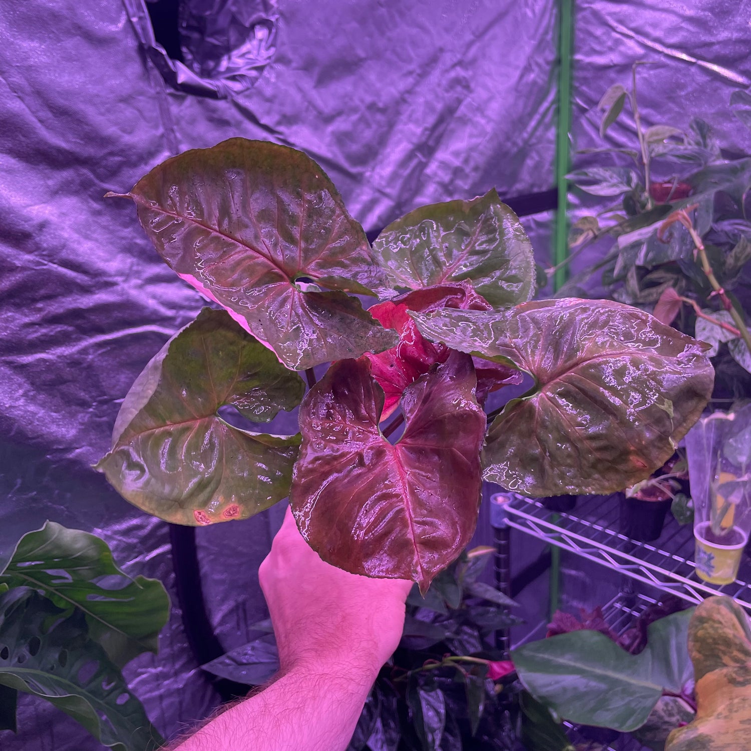 Syngonium Strawberry Ice