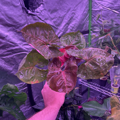 Syngonium Strawberry Ice