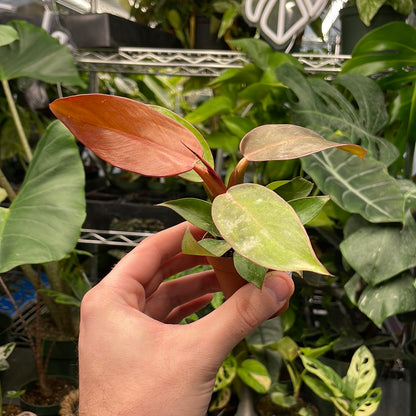 Philodendron Sun Red