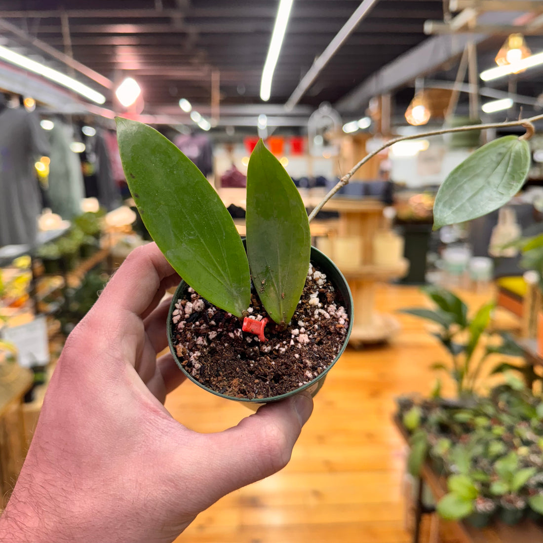 Hoya LP008