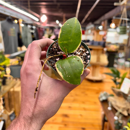 Hoya Verticillata Albo