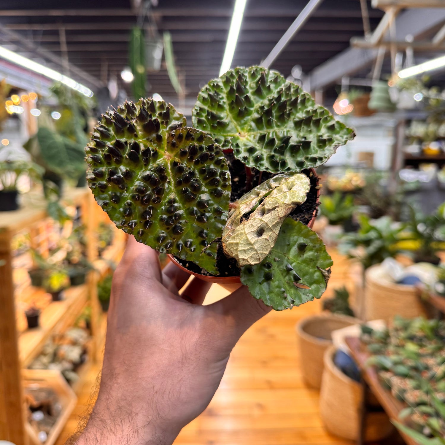 Begonia Ferox