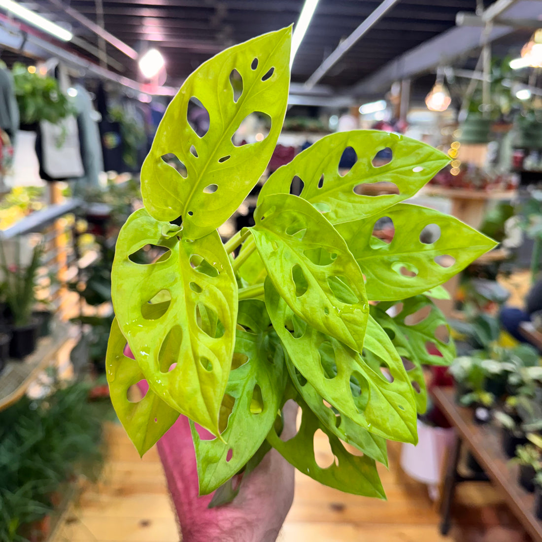 Monstera Adansonii Neon ‘Madonna’