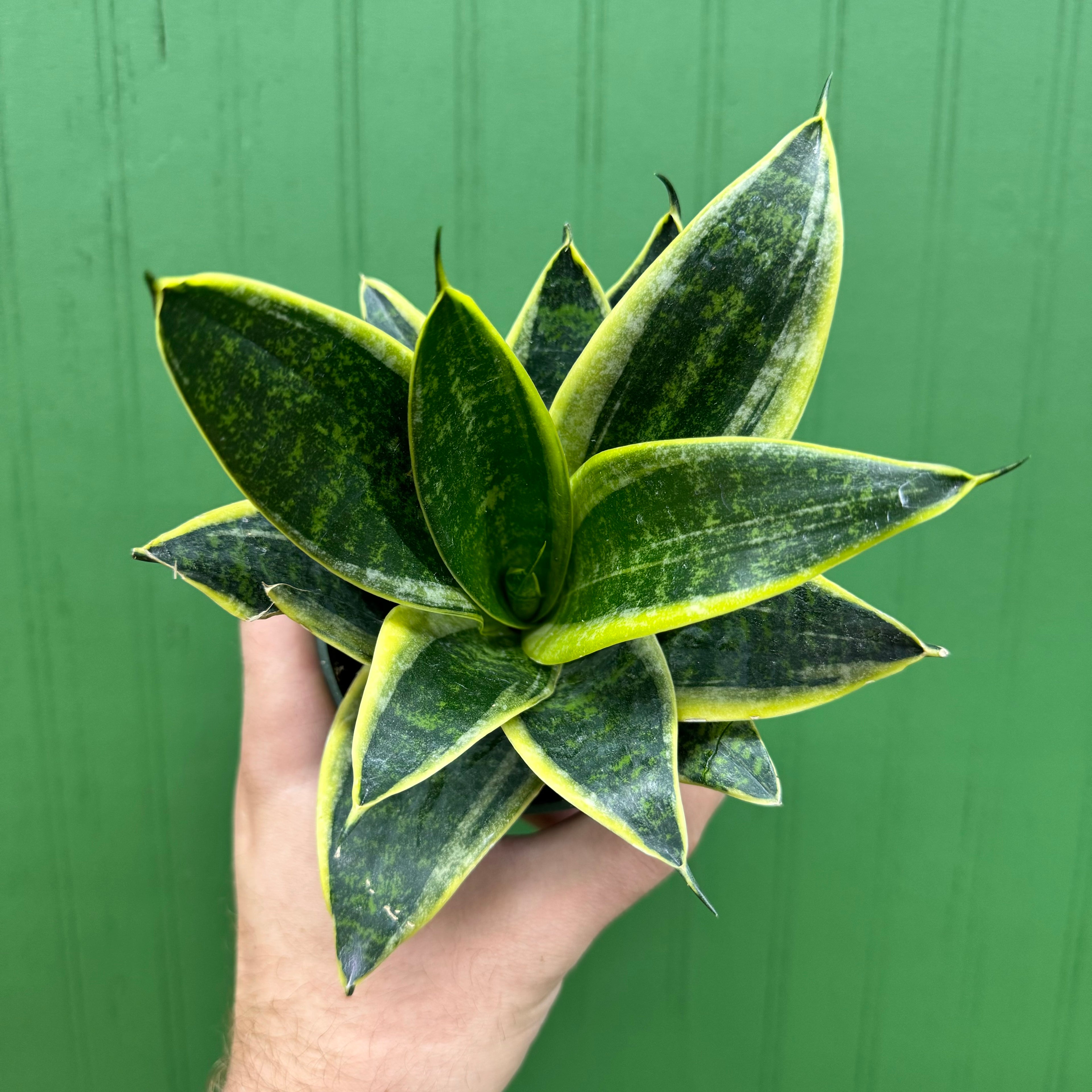 Sansevieria Emerald Star