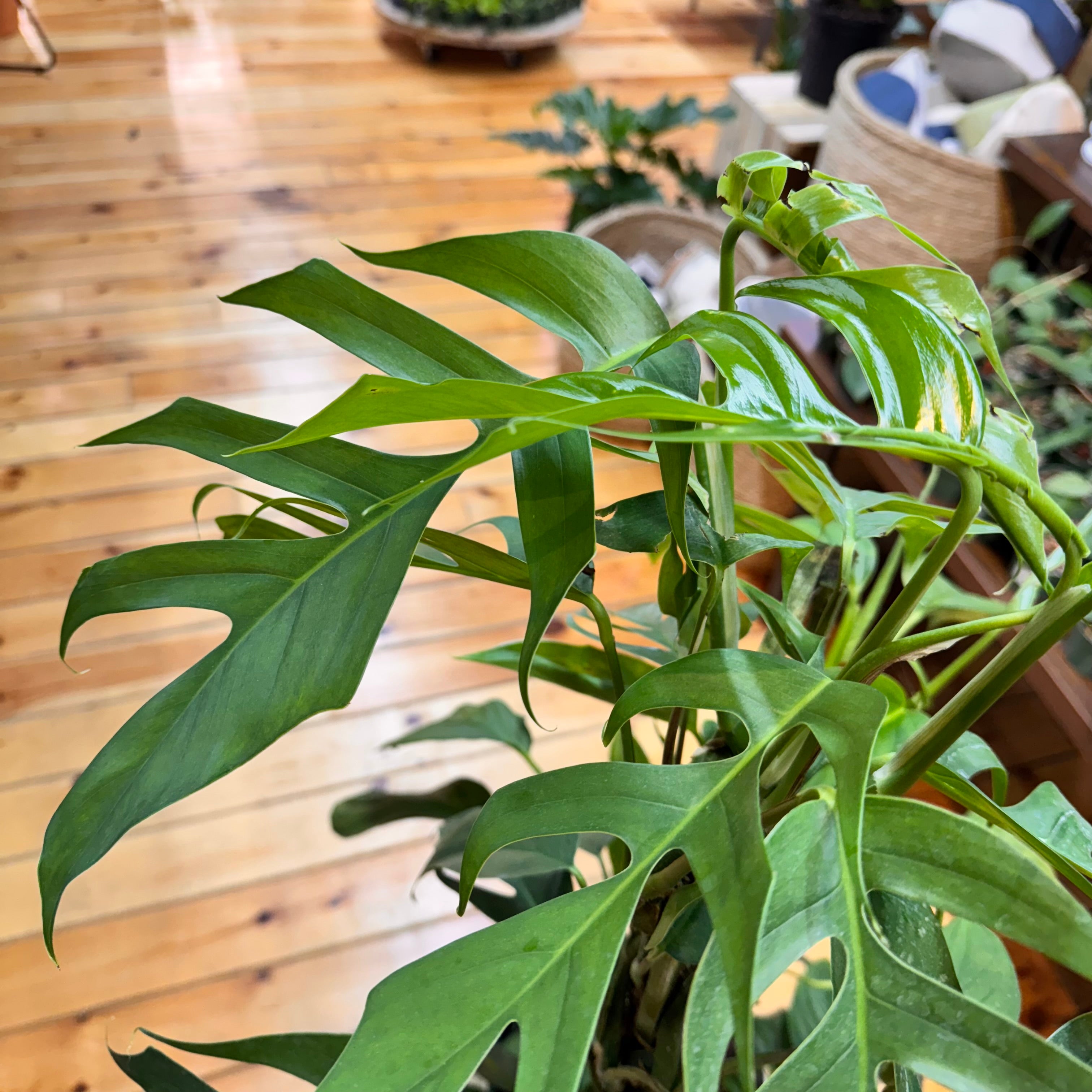 Monstera Lechleriana
