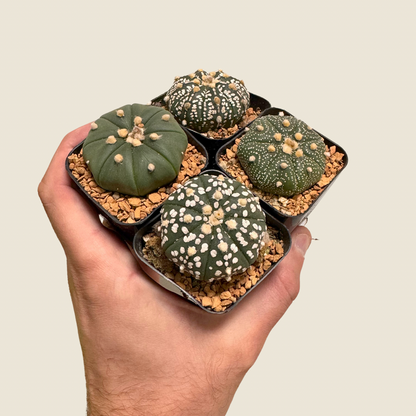 Astrophytum Asterias Assorted