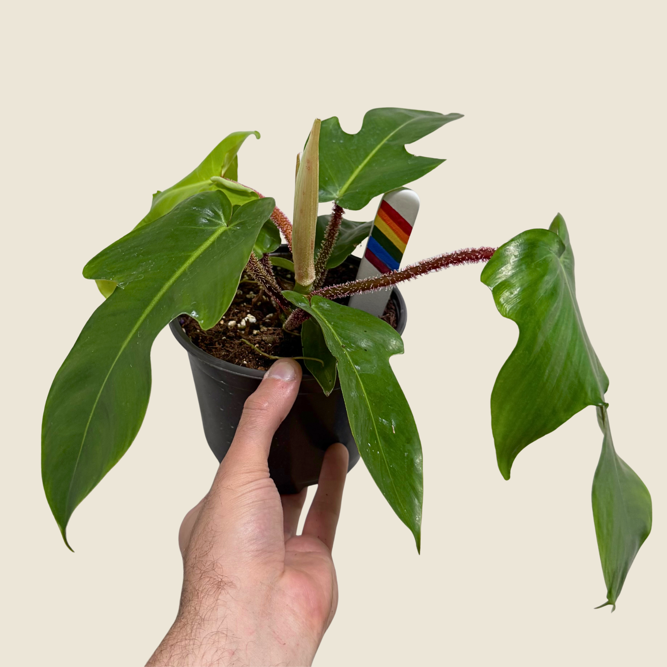 Philodendron Squamiferum