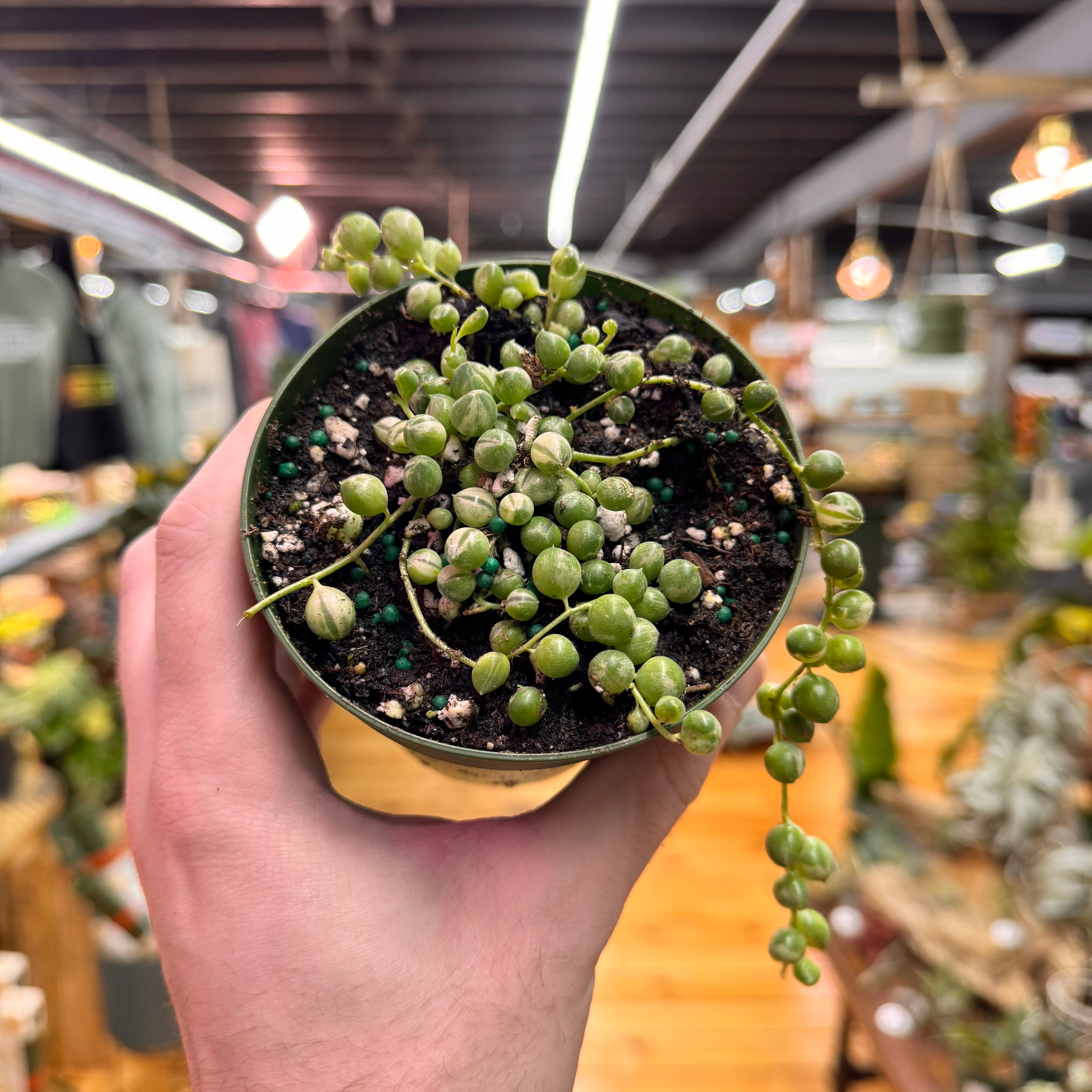 String of Pearls Variegated