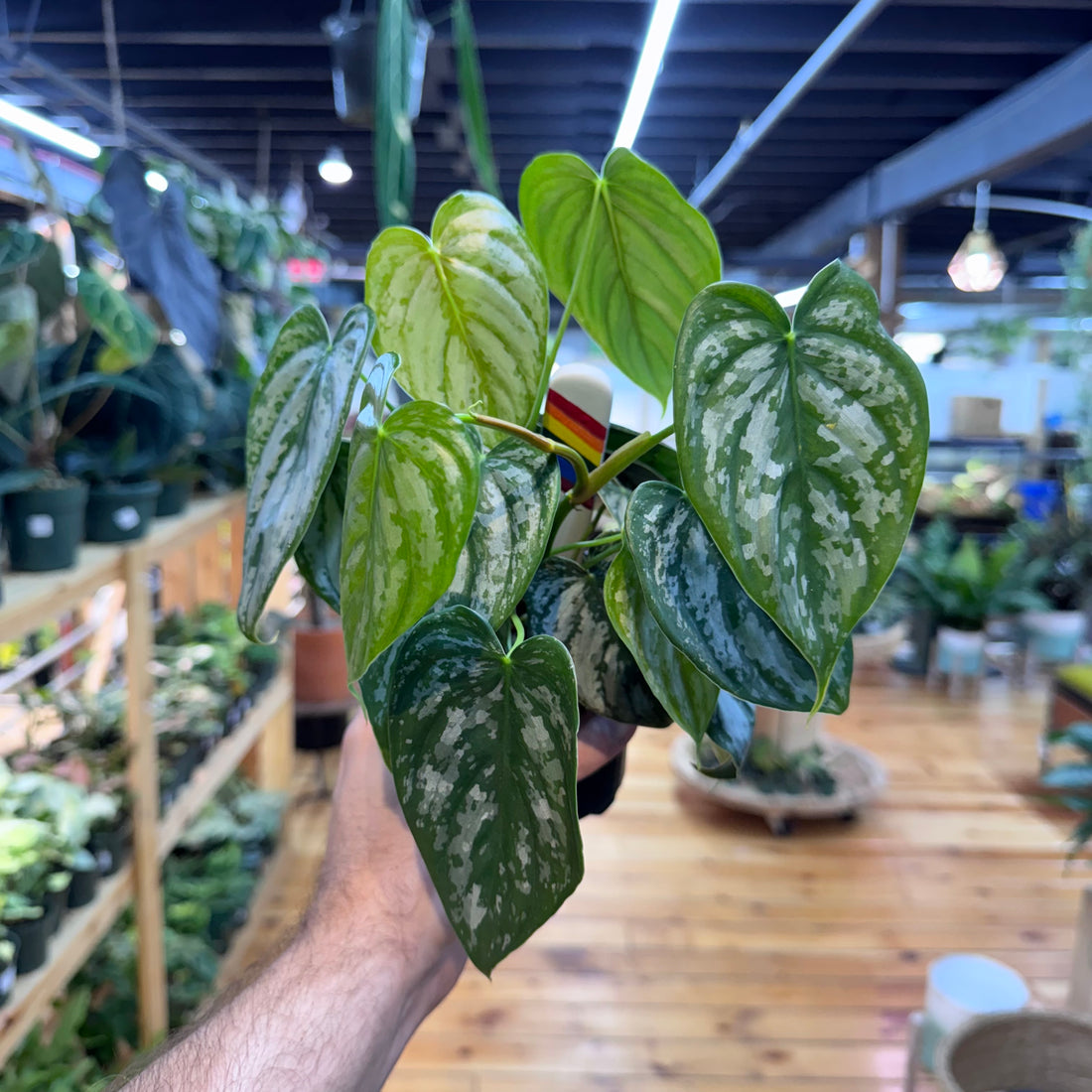 Philodendron Branditianum