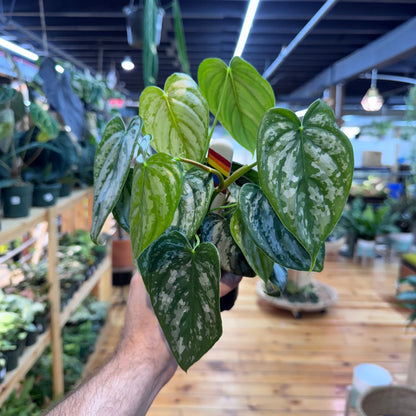 Philodendron Branditianum