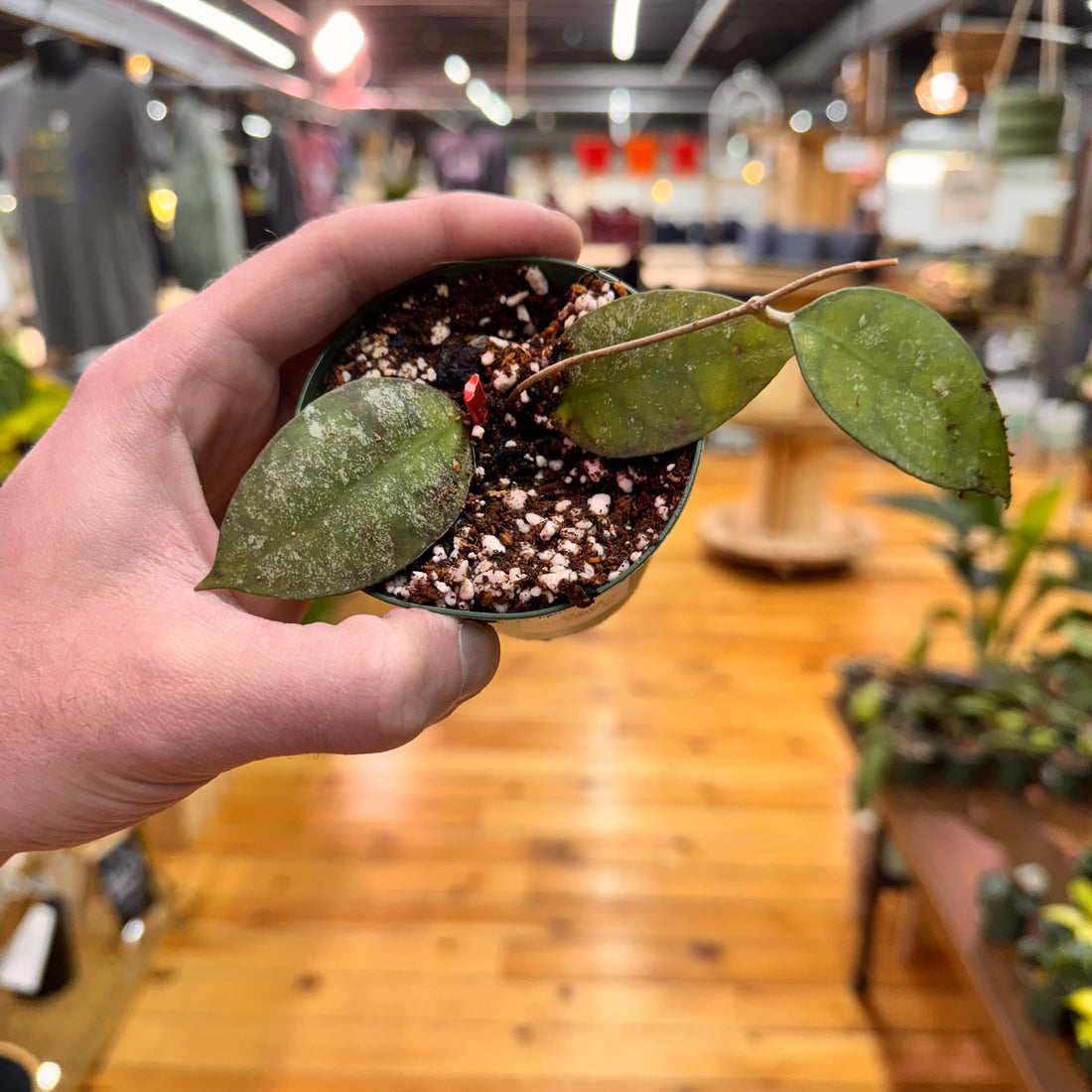 Hoya Corneri
