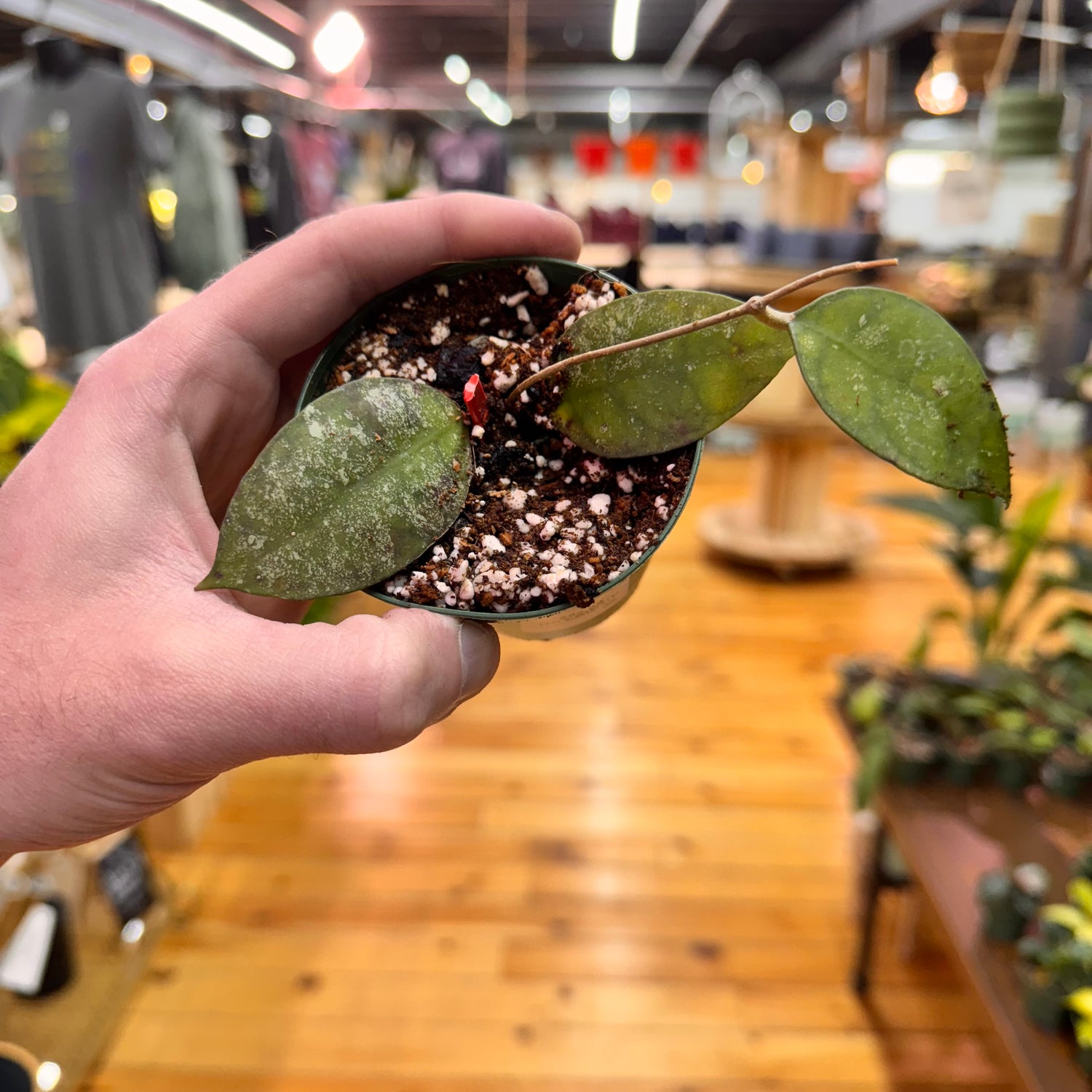 Hoya Corneri