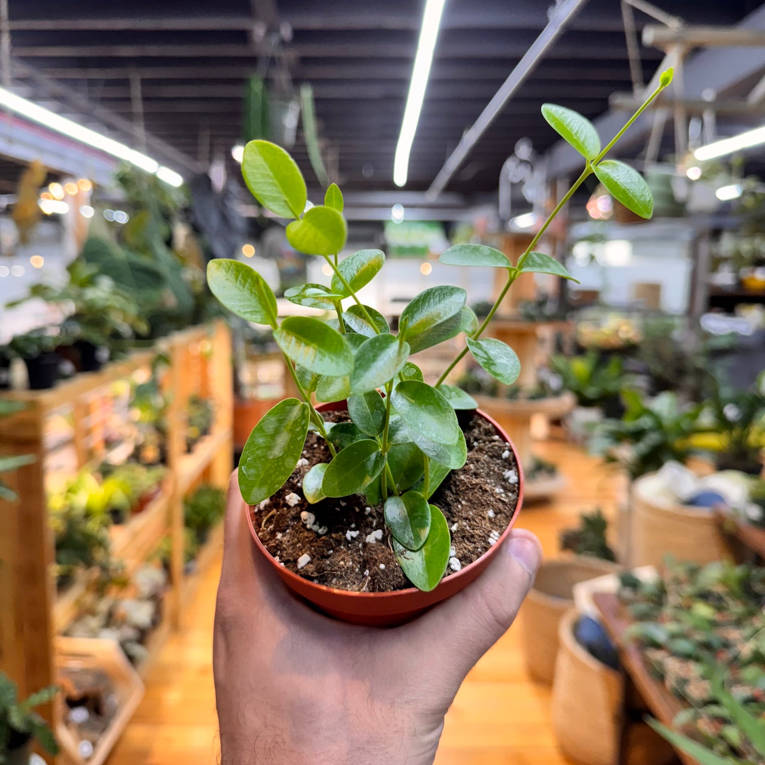 Hoya Cumingiana