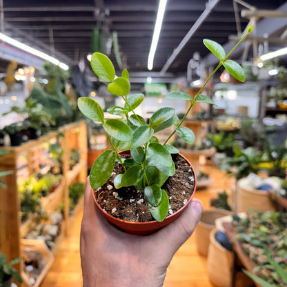 Hoya Cumingiana