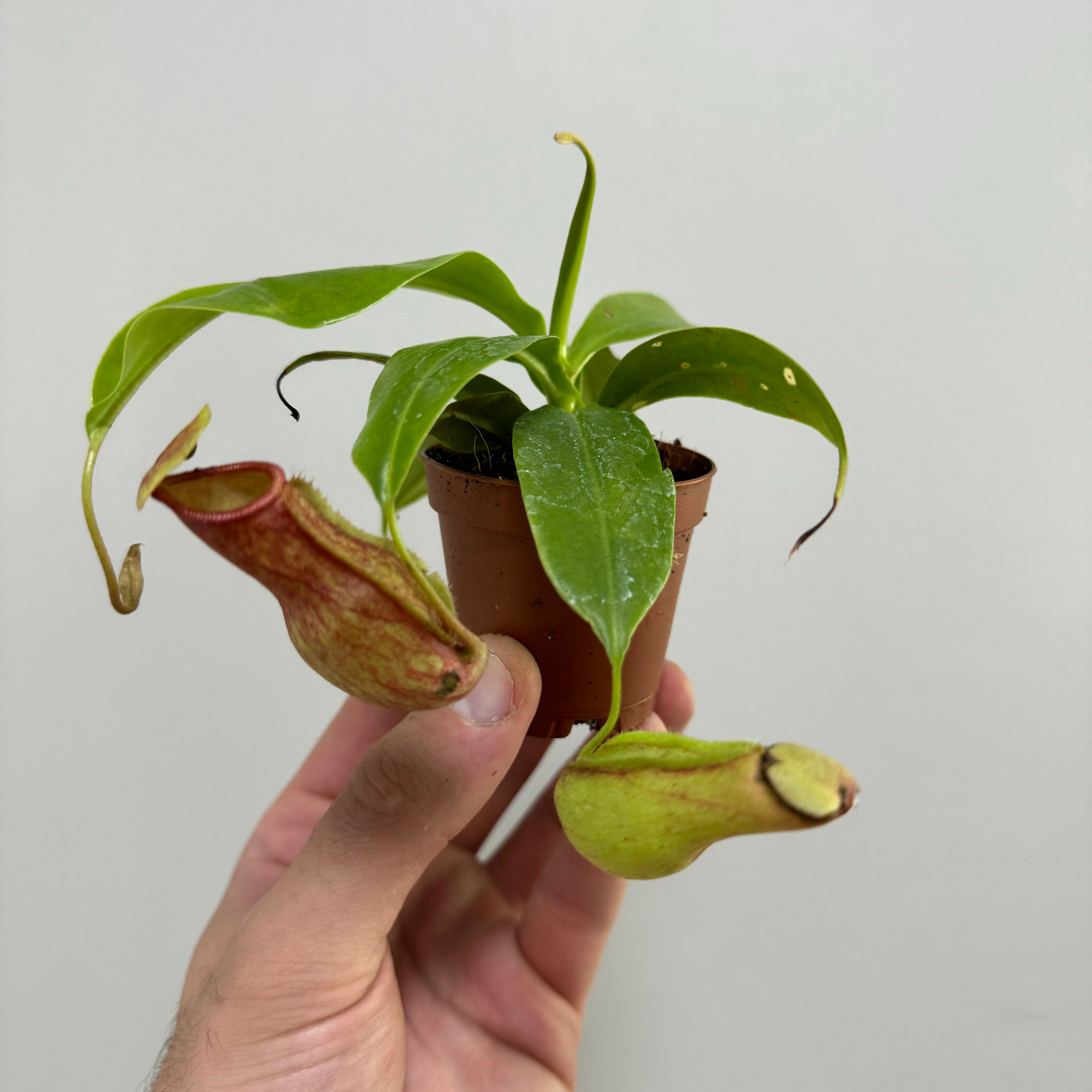 Nepenthes Gaya