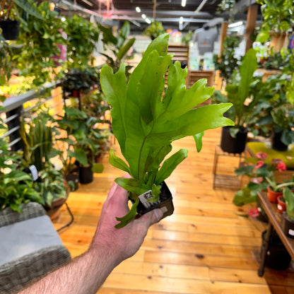 Fern Staghorn &