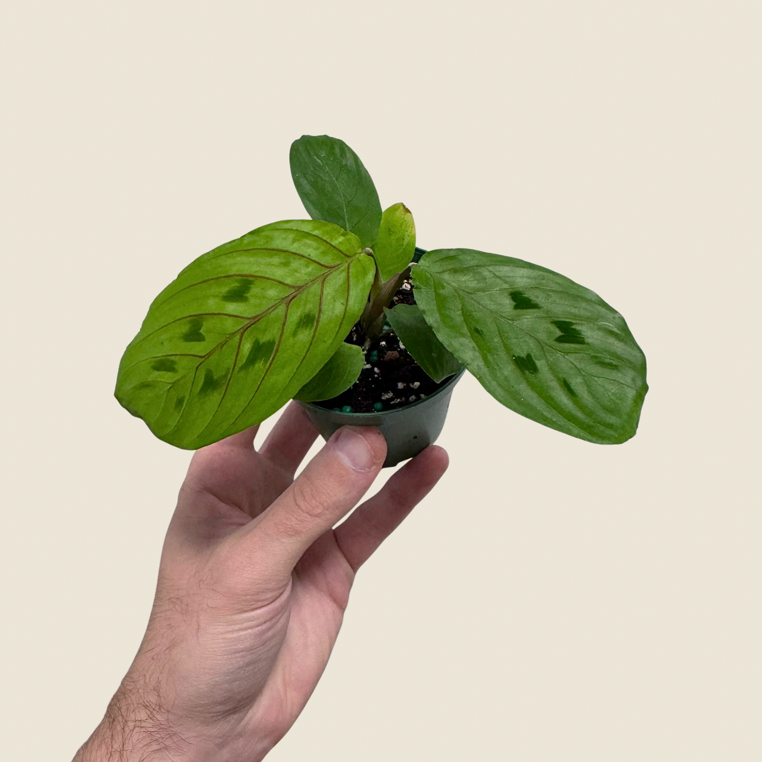 Hand holding a small potted plant with a plain background