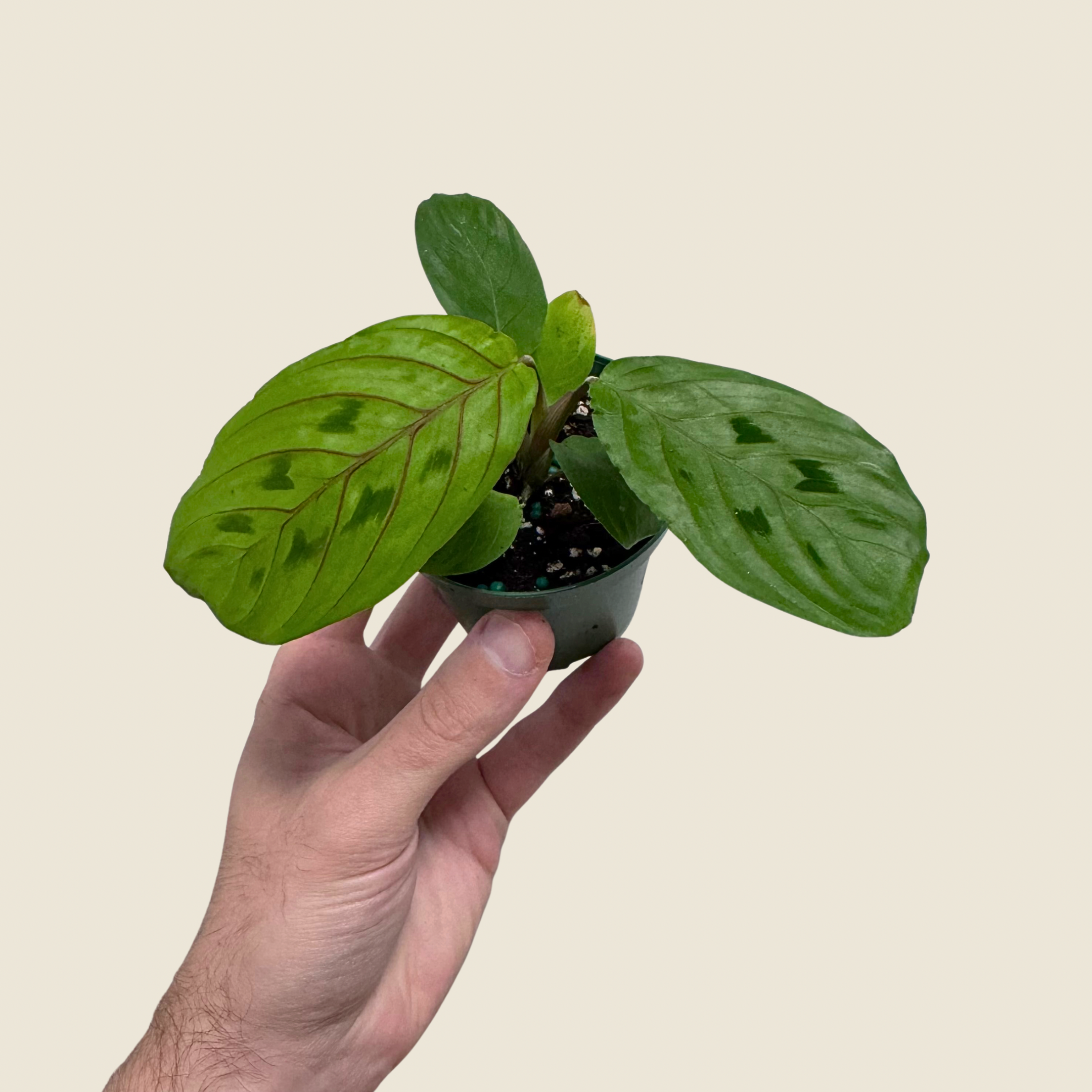 Hand holding a small potted plant with a plain background