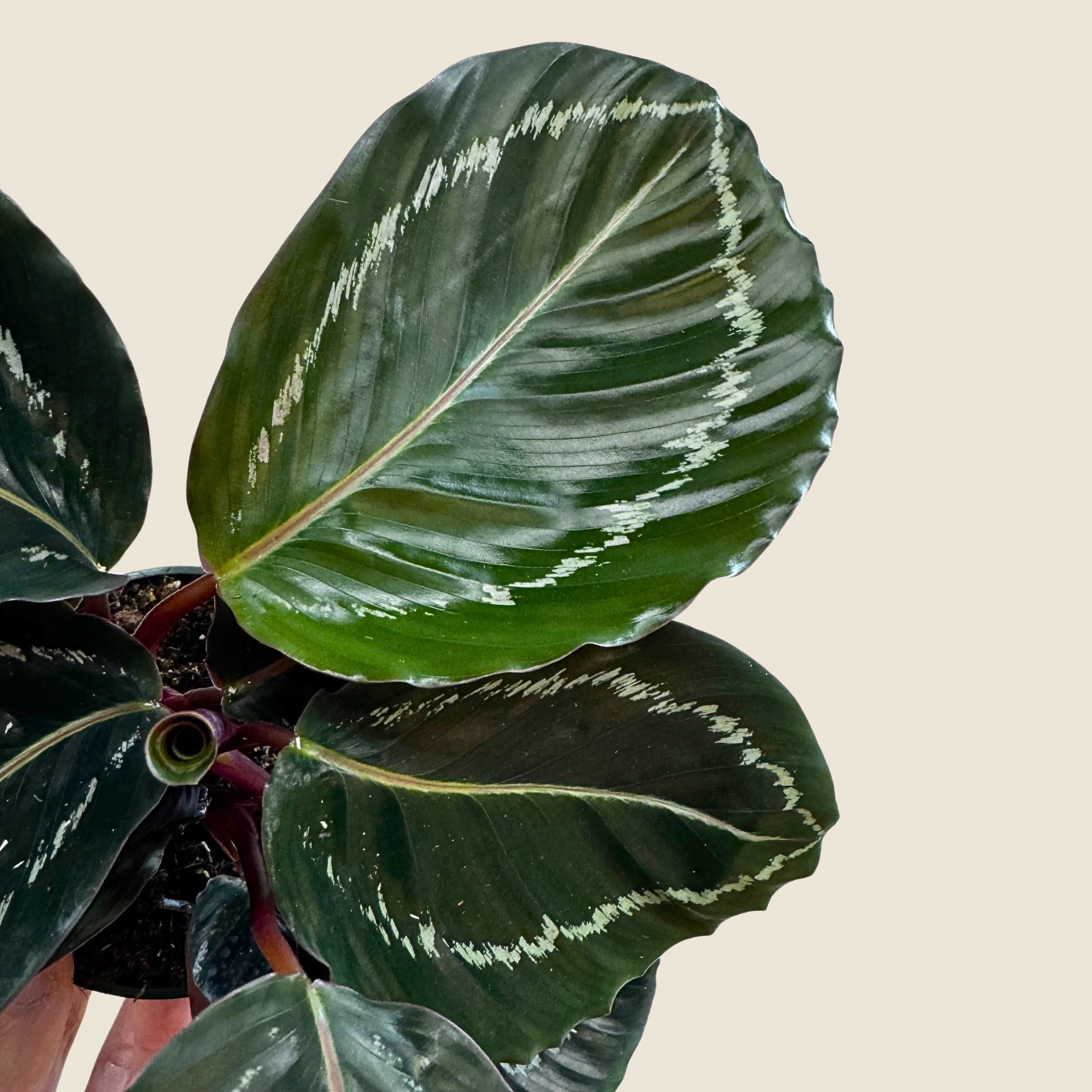 Close up of green plant with tan background