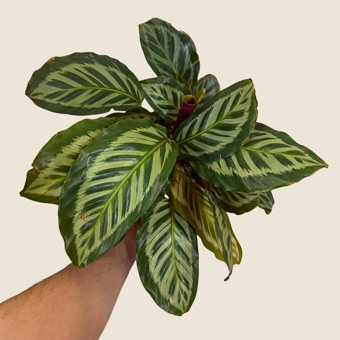 6&quot; Calathea Red Peacock