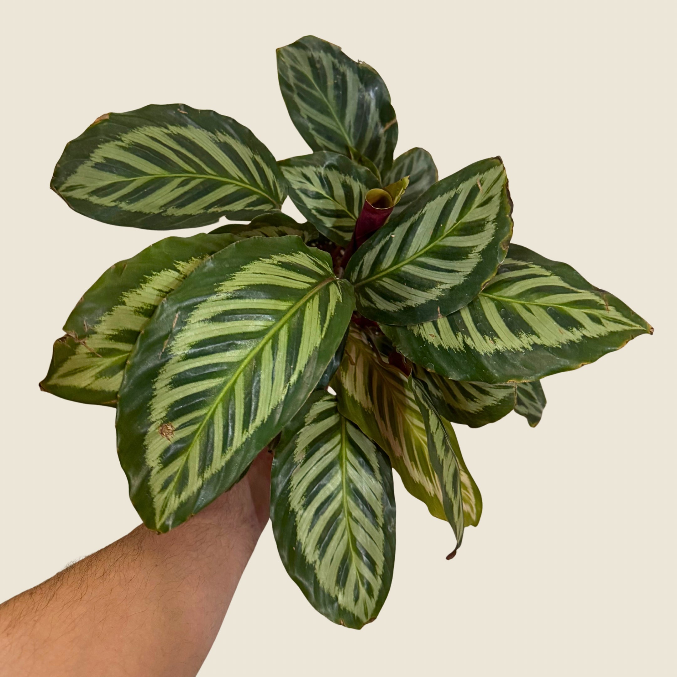 6&quot; Calathea Red Peacock
