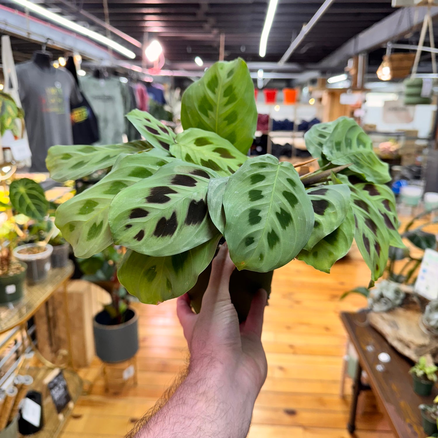 Maranta Leuconeura &