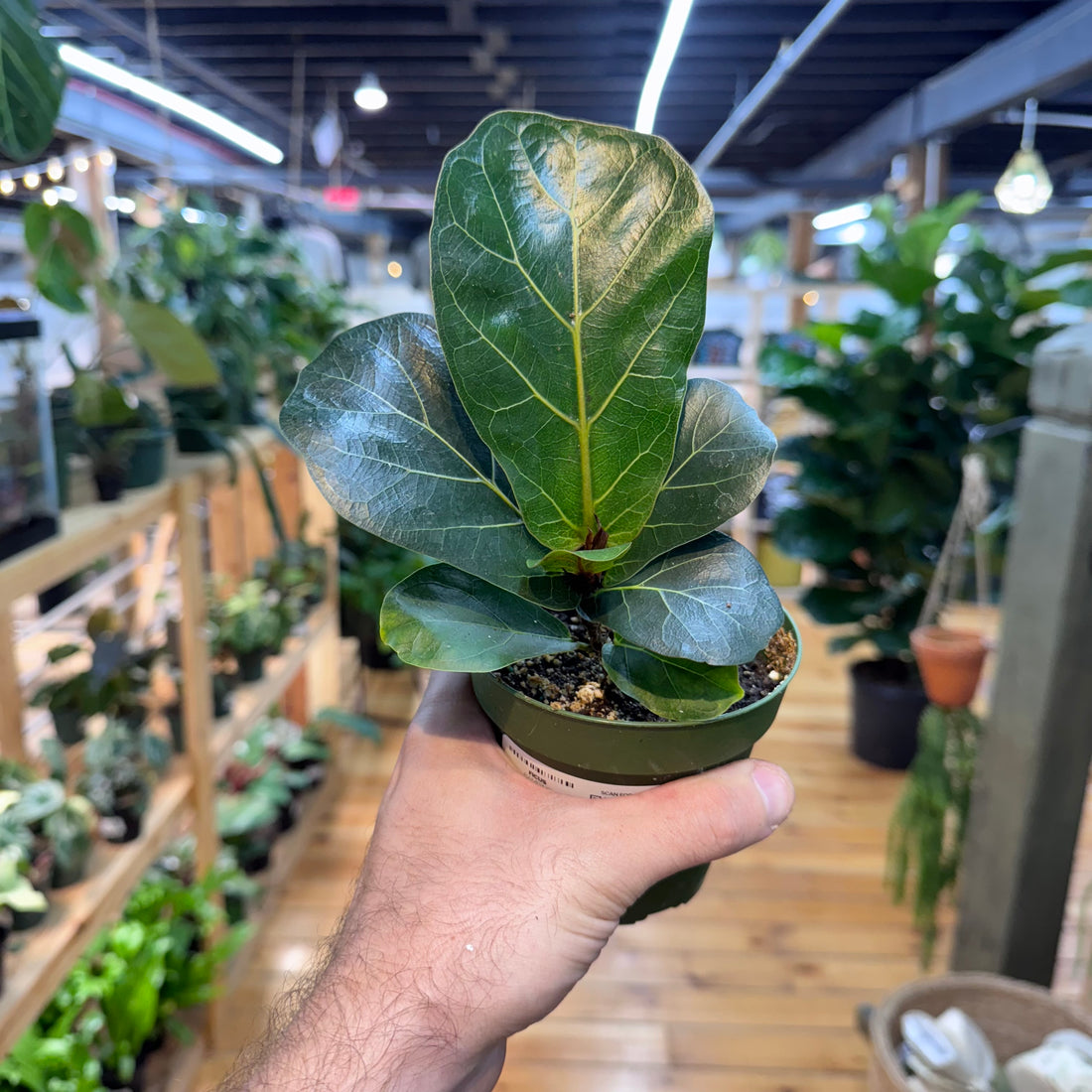 Ficus Bambino