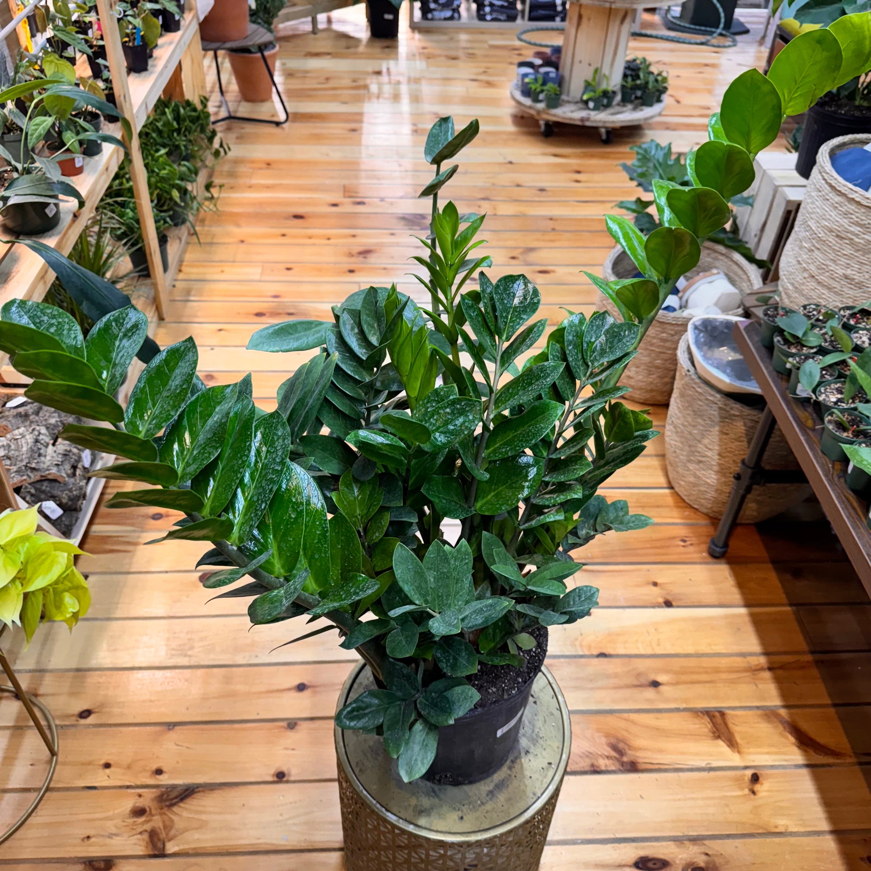 Zamioculas Zamiifolia &