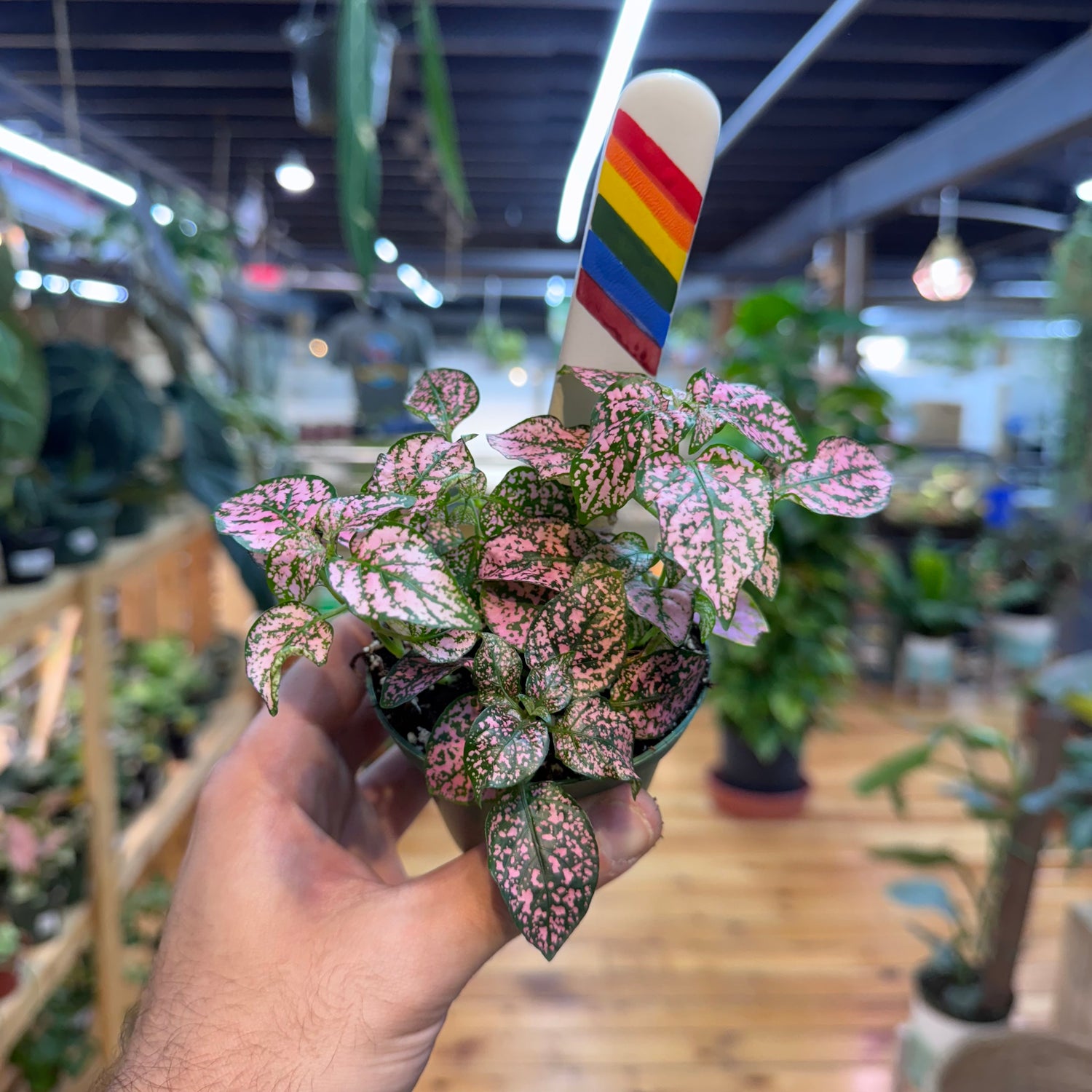 Hypoestes Polka Dot