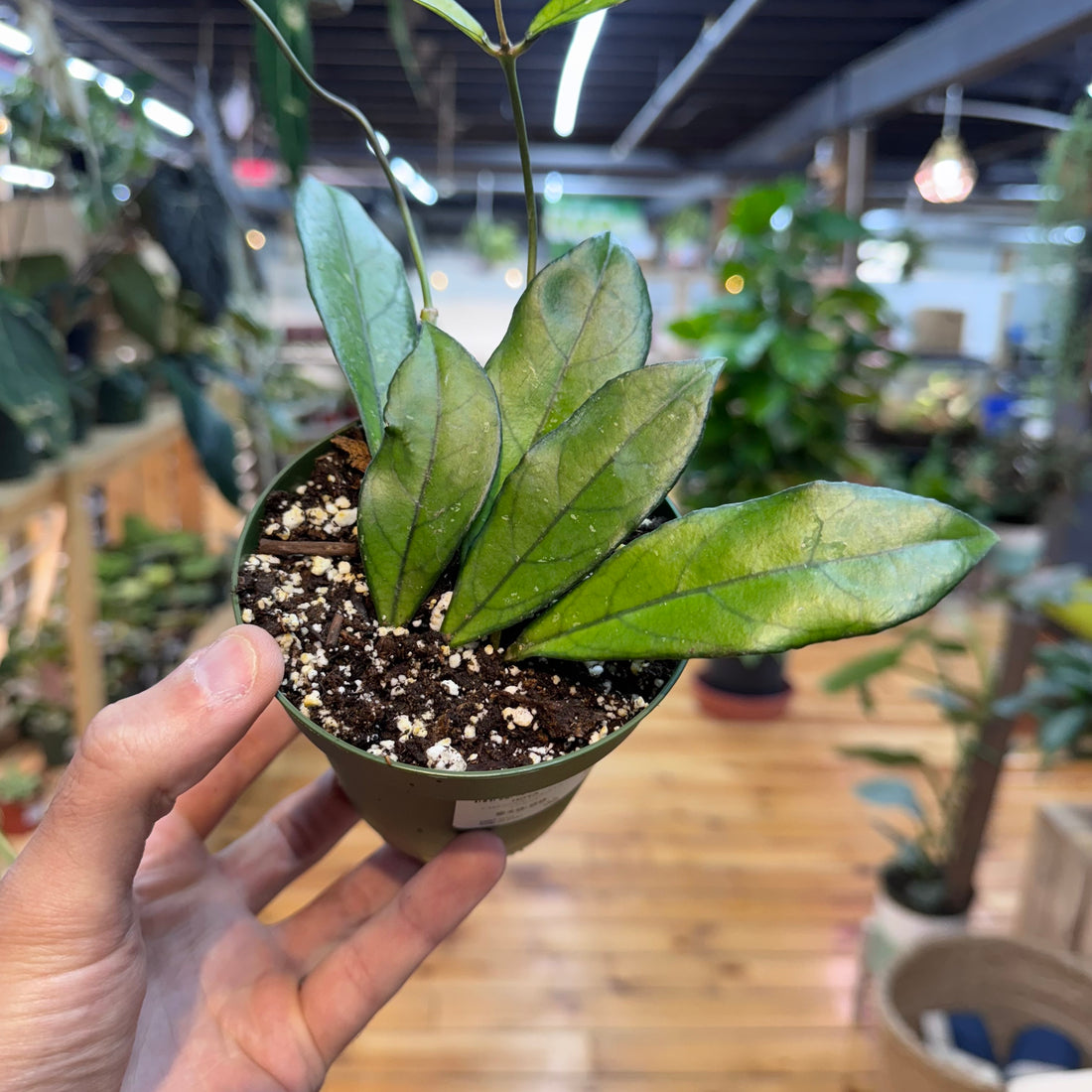 Hoya Crassipetiolata